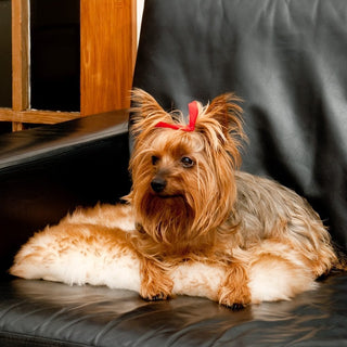 Why Dogs Love Natural Sheepskin Rugs