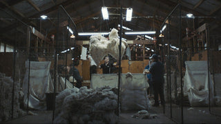 working woolshed with people classing wool