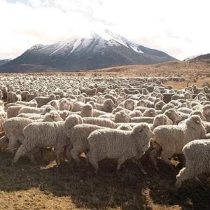 pure-nz-sheepskin-woollen-products-ecowool