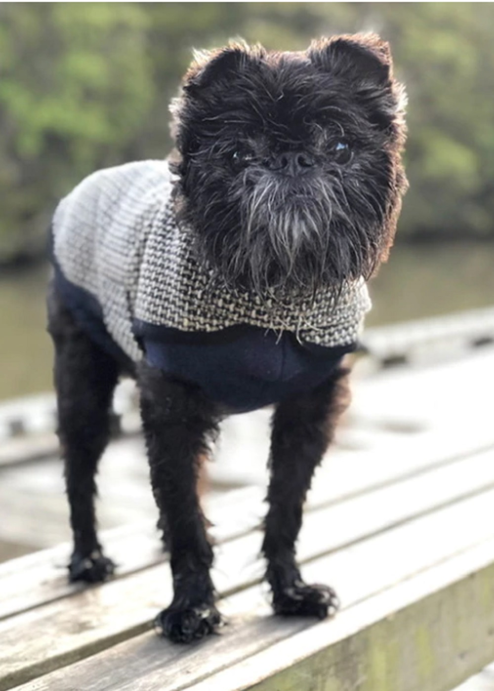wool Dog coat tweed charcoal - ecowool