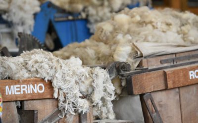A Guide to Merino Wool