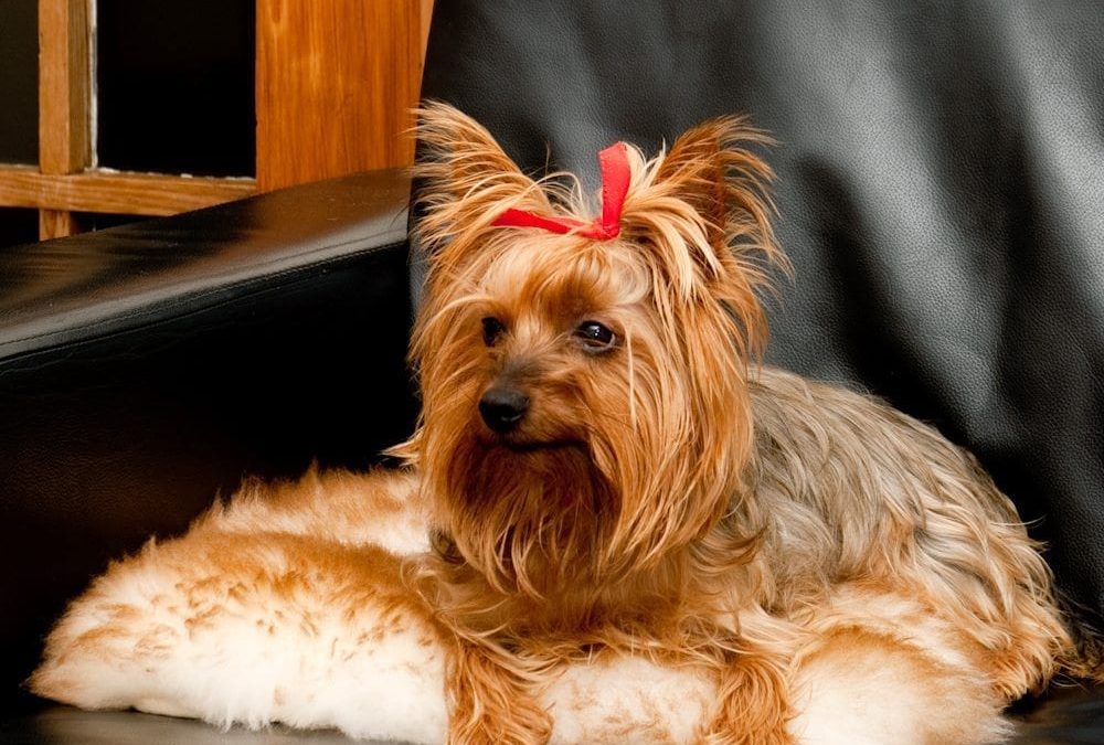 Sheepskin dog sales